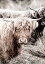 Highland Cattle Close-Up Plakat Plakat / 40x50cm