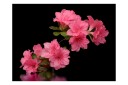 Fototapet Azalea In Black 300x231 - Artgeist sp. z o. o.