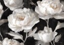 White Peonies On Black Julia Cheney Plakat Plakat / 21x30cm