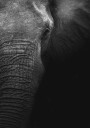 Elephant Plakat Plakat / 70x100cm