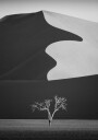 Light & shadow Plakat Plakat / 70x100cm