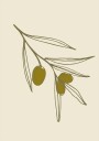 Olivebranchno04 Plakat Plakat / 100x150cm