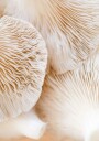 Mushrooms Close-Up Plakat Plakat / 21x30cm