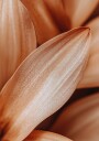 Amber Petal Elegance Plakat / 50x70cm