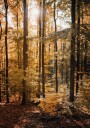 Golden Autumn Forest Plakat Plakat / 70x100cm