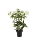Mr Plant Helleborus i potte 55 cm hvit