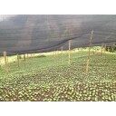 Carlos Coffee Santa Bárbara presskannemalt 250g 250g mørkbrent kaffe