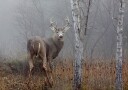 White tailed buck In the autumn fog Poster Plakat / 100x150cm