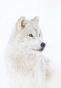 Portrait of an Arctic Wolf Plakat Plakat / 30x40cm