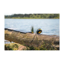 Aqiila Lightbird BL10 Campinglykt med 10 000 mAh Powerbank