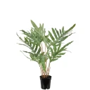 Mr Plant Storbladet bregne 75 cm