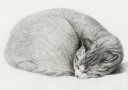 Rolled Up Lying Sleeping Cat By Jean Bernard 1775 1883 Plakat / 40x50