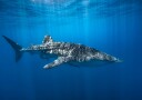 Majestic Whale Shark Plakat / 100x150