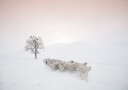 Flock looking for food Plakat Plakat / 40x50cm
