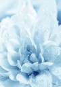 Blue Flowers Plakat Plakat / 100x150cm