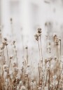 Autumn Dried Flowers Plakat Plakat / 40x50cm