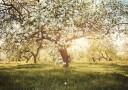 Blooming Cherry Orchard Plakat Plakat / 100x150cm