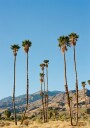 Palm Springs Morning on Film Plakat Plakat / 70x100cm