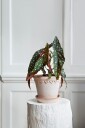 Bergs Potter Potte med fat Københavner RAW diameter 25 cm Rosa