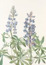 Sundial Lupine From North American Wildflowers 1925 By Mary Vaux Walcott Plakat / 30x40