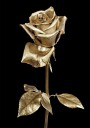 Golden Rose Plakat Plakat / 70x100cm
