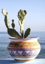Succulent Vase Seaside Plakat Plakat / 100x150cm