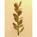 Europalms Money tree shoot 30cm