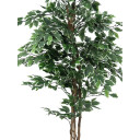 Europalms Variegated Ficus, 180cm