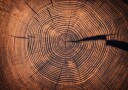 Rings of Time: A Tree’s Life Story Plakat Plakat / 100x150cm