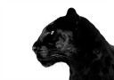 Posterbox Black Panther Profile Plakat Plakat / 40x50cm