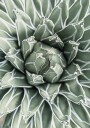 Succulent Leaf Pattern Plakat Plakat / 100x150cm