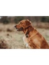 Hunter Dogcollar Solid Education Cord M-L