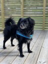 Blå Hundesele Med Refleks Og Padding
