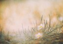 Peaceful Meadow Daisies Plakat / 21x30