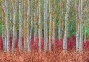 Birch forest Plakat Plakat / 21x30cm