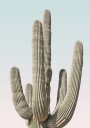Kathrin Pienaar Saguaro Plakat / 100x150cm