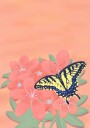 Tiger Swalowtail Butterfly Plakat Plakat / 30x40cm