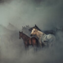 The lost horses Poster Plakat / 100x100cm