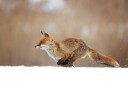 Red Fox Snow Sprint Plakat / 100x150