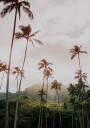 Palms and Mountain Plakat Plakat / 50x70cm