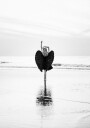 Just Fly Plakat Plakat / 70x100cm
