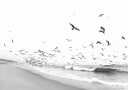 Seascape BW Plakat Plakat / 100x150cm