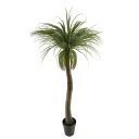 Mr Plant Flaskelilje 180 cm