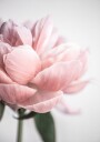 Peony 3 Plakat / 40x50cm