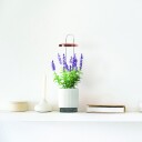 Click and Grow x HydroVase   Vit