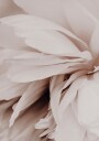 Peony Plakat / 30x40cm