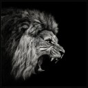 Fierce Roaring Lion Plakat / 70x70