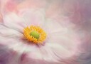 Dreams of Flower Plakat Plakat / 21x30cm