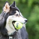Kong Airdog Squeakair Tennisball Hundeleke Medium 3Stk.