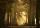 Golden Morning Forest Path Plakat / 50x70